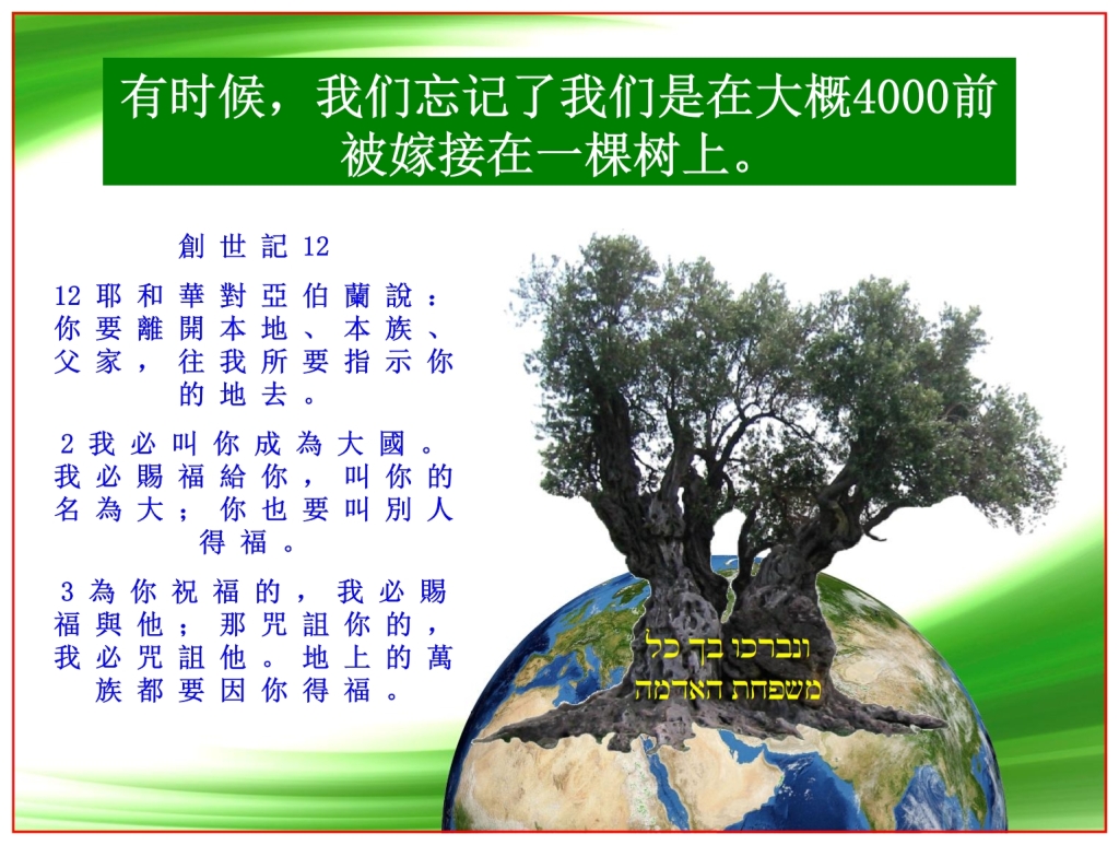 Olive tree standing on the Earth showing Genesis 12 Abram's promise Chinese language Bible study