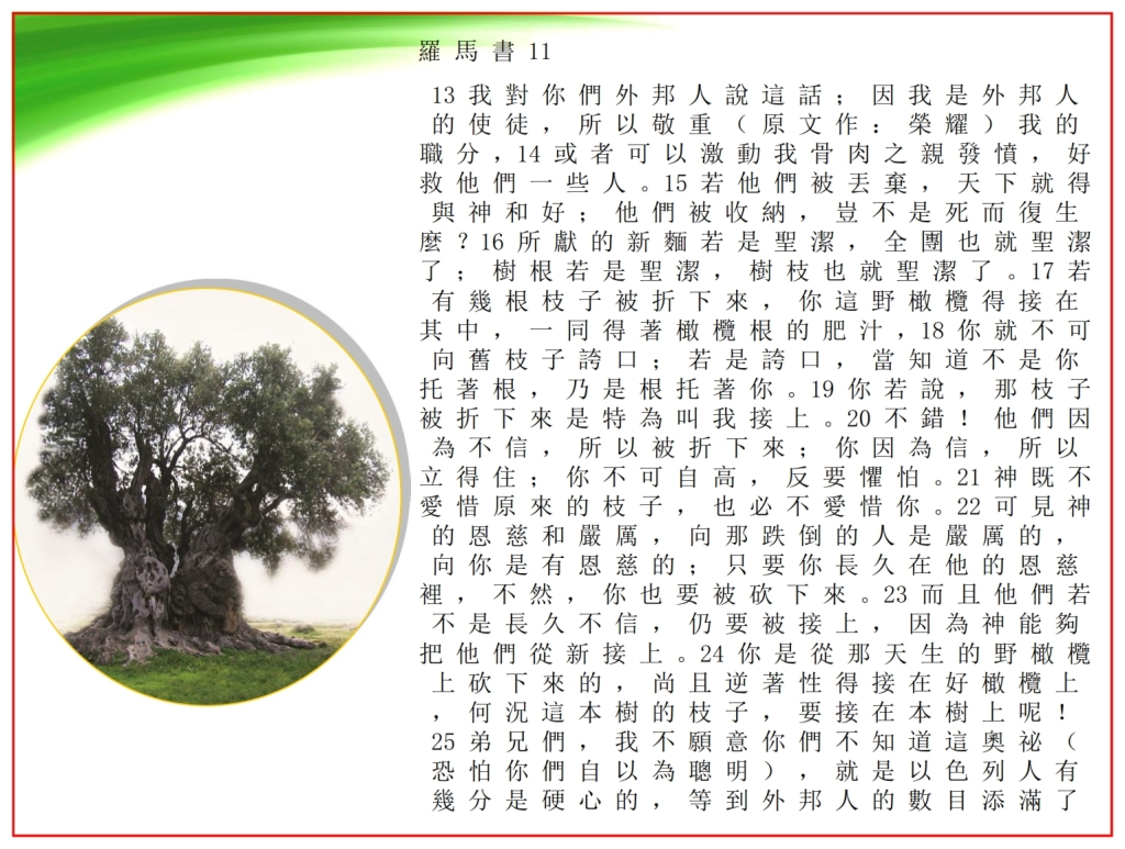 Good Olive Tree showing Romans chapter 11 Chinese language Bible study