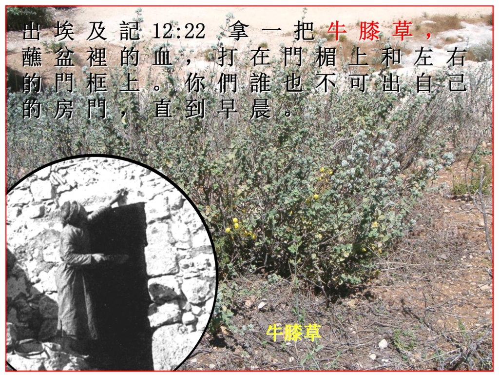 Chinese Language Bible The Passover hyssop is a common weed in Israel