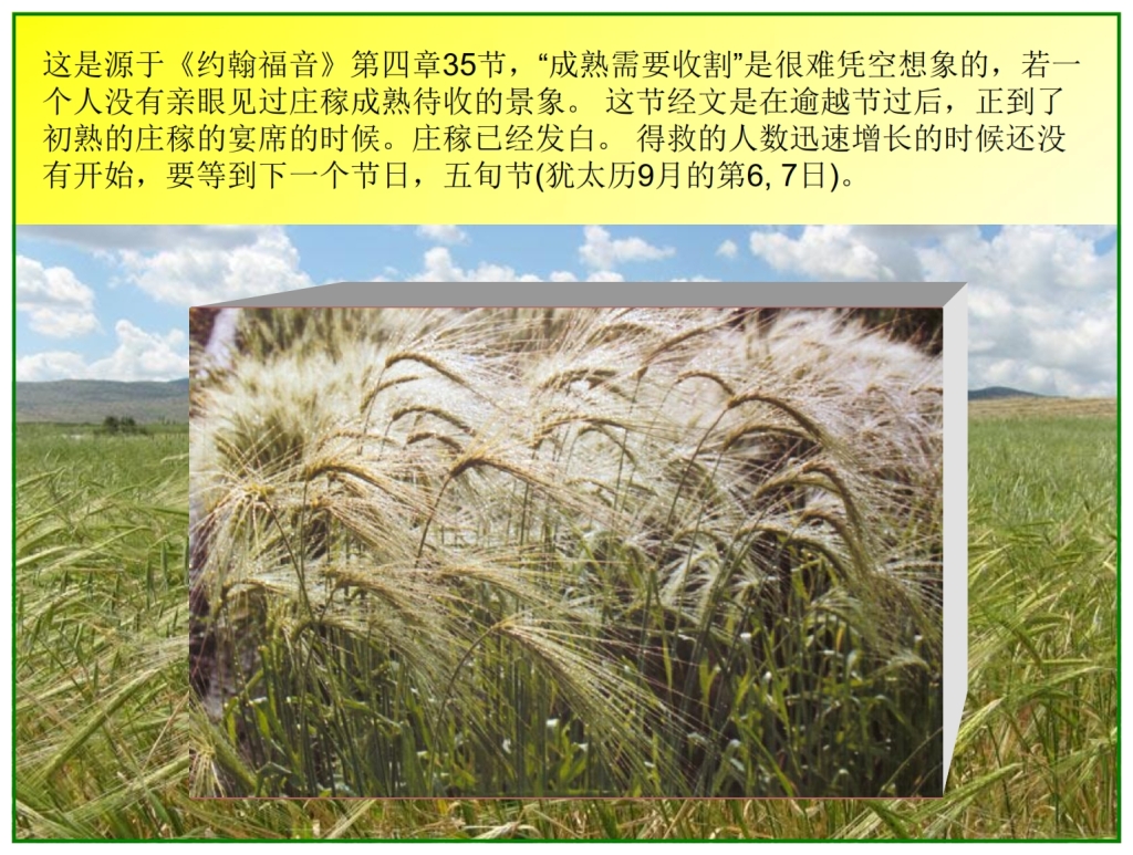 Chinese Language Bible Lesson First Fruits The barley is white unto harvest