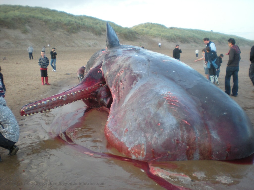 During the Tribulation the oceans of the world will become foul smelling disease carriers as masses of dead marine creatures float on the surface.