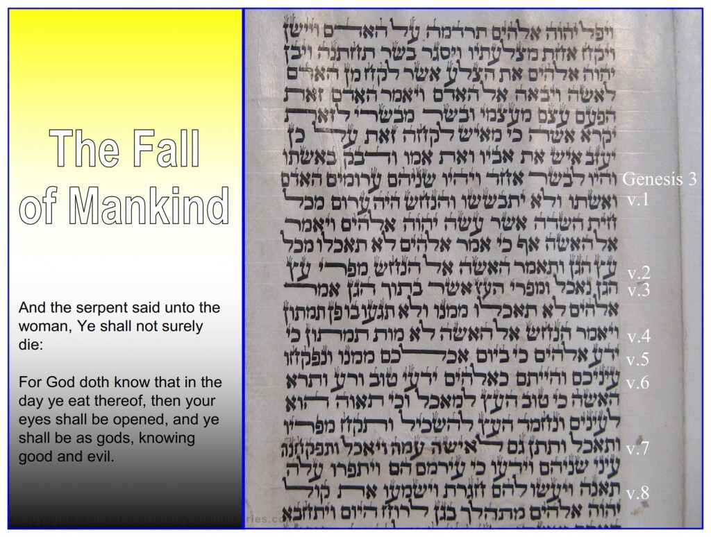 This photograph is from a Torah Scroll showing the verses for the account of the fall of mankind.