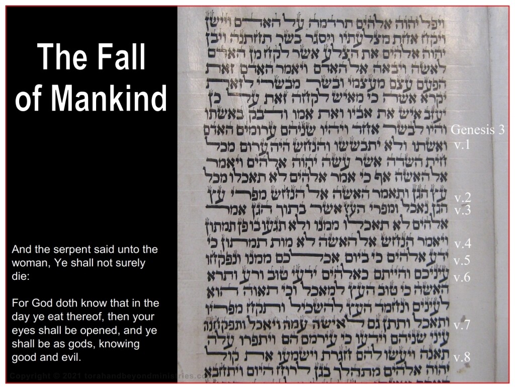 The fall of mankind is seen in this Torah Scroll written in Morocco on goat skin 1800s Genesis 3:1-8. 