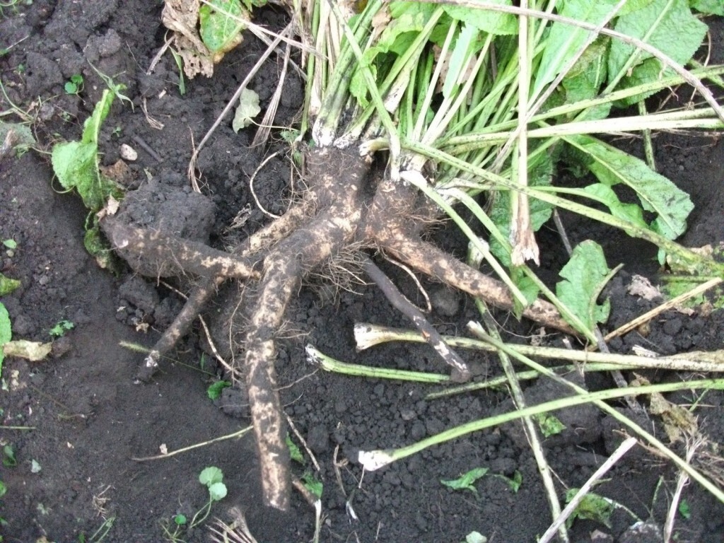 Horseradish was cultivated by the ancient Egyptians prior to 1500 BC