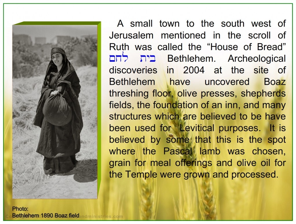 Photo 1890 At Bethlehem Judah on the ground where Boaz threshing floor was located, this woman is holding a parcel of threshed, winnowed, barley grain exactly as Ruth did thousands of years ago.