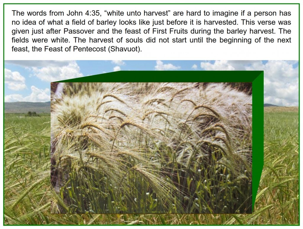 The words from John 4:35, “white unto harvest” are hard to imagine if a person has no idea of what a field of barley looks 