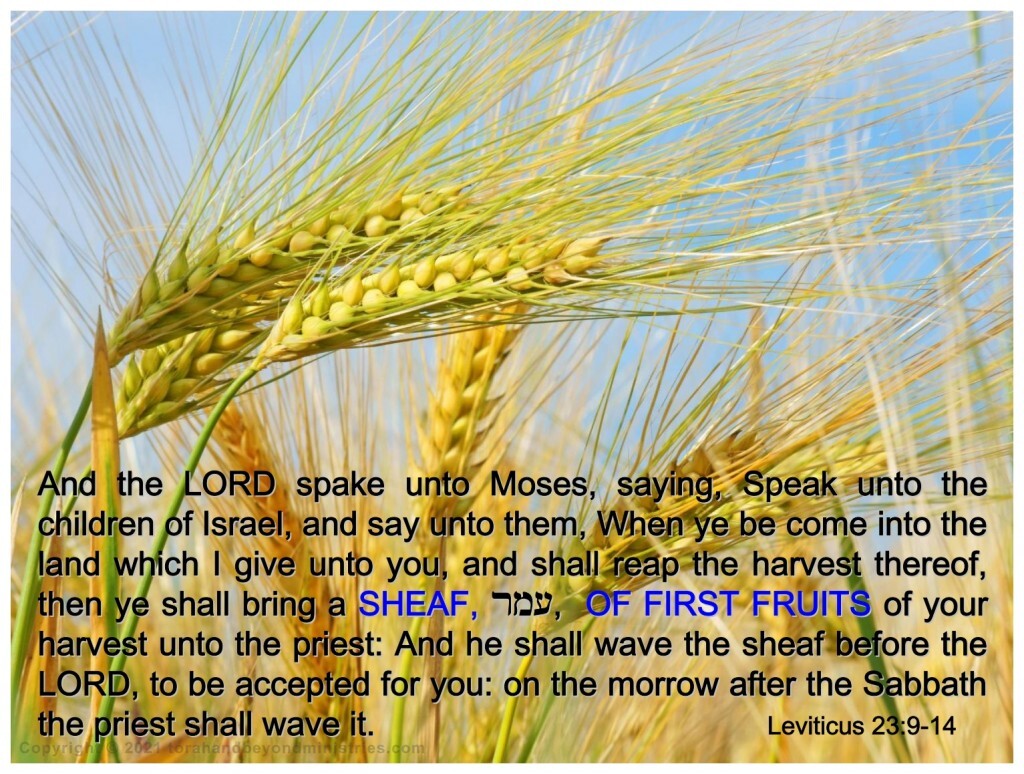The Feast of First Fruits in Leviticus 23 is centered around the barley harvest