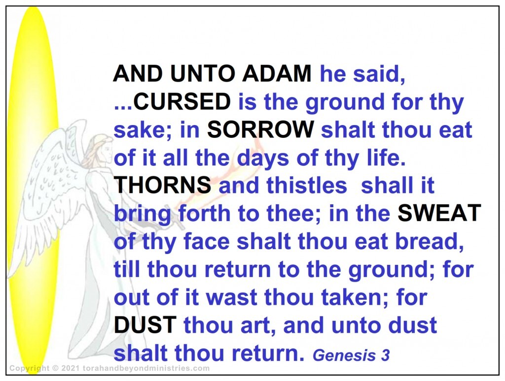 God speaks to Adam and cursed the Earth in Genesis 3