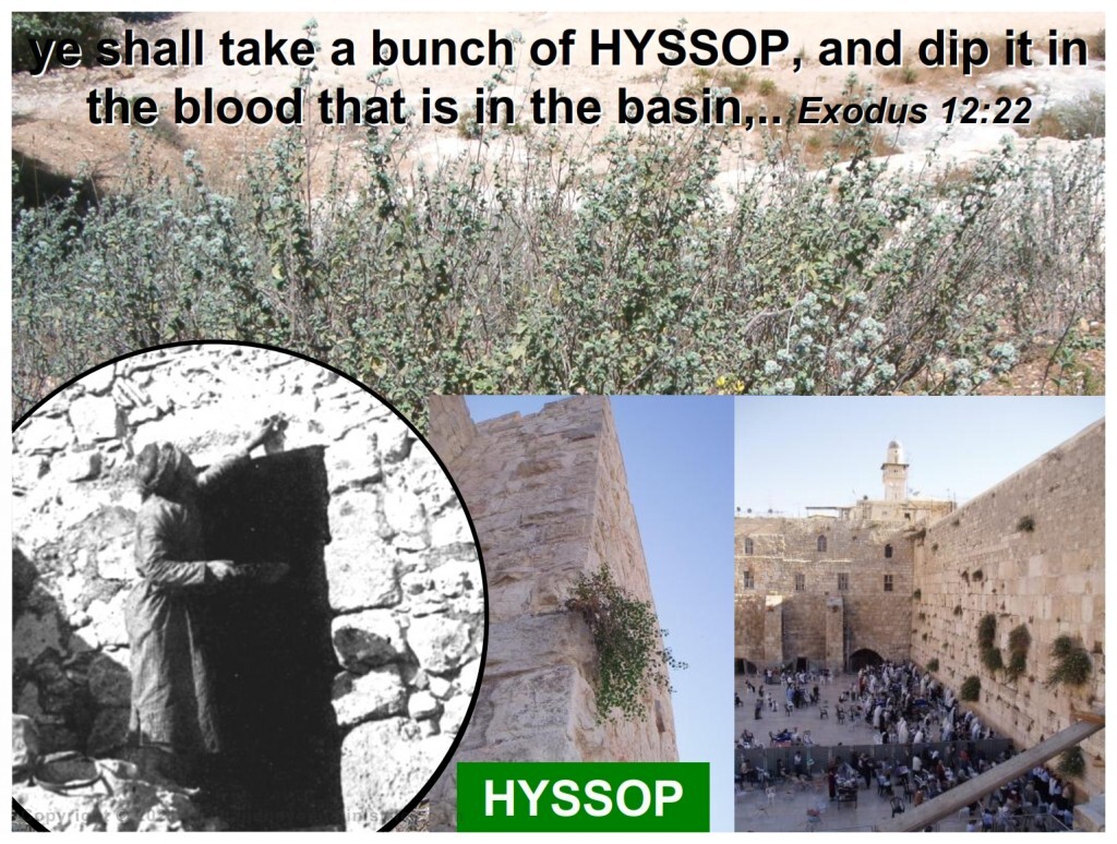 hyssop may be found growing wild throughout Israel