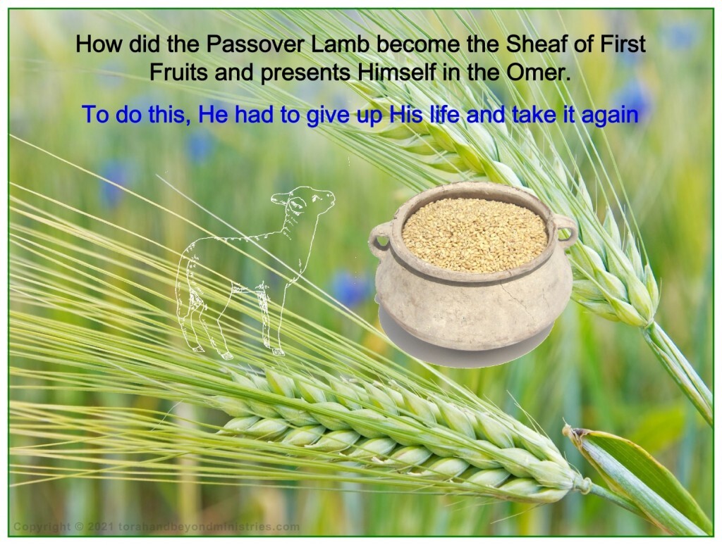 In the fulfillment of this feast, the Passover lamb became the sheaf of the first fruits.