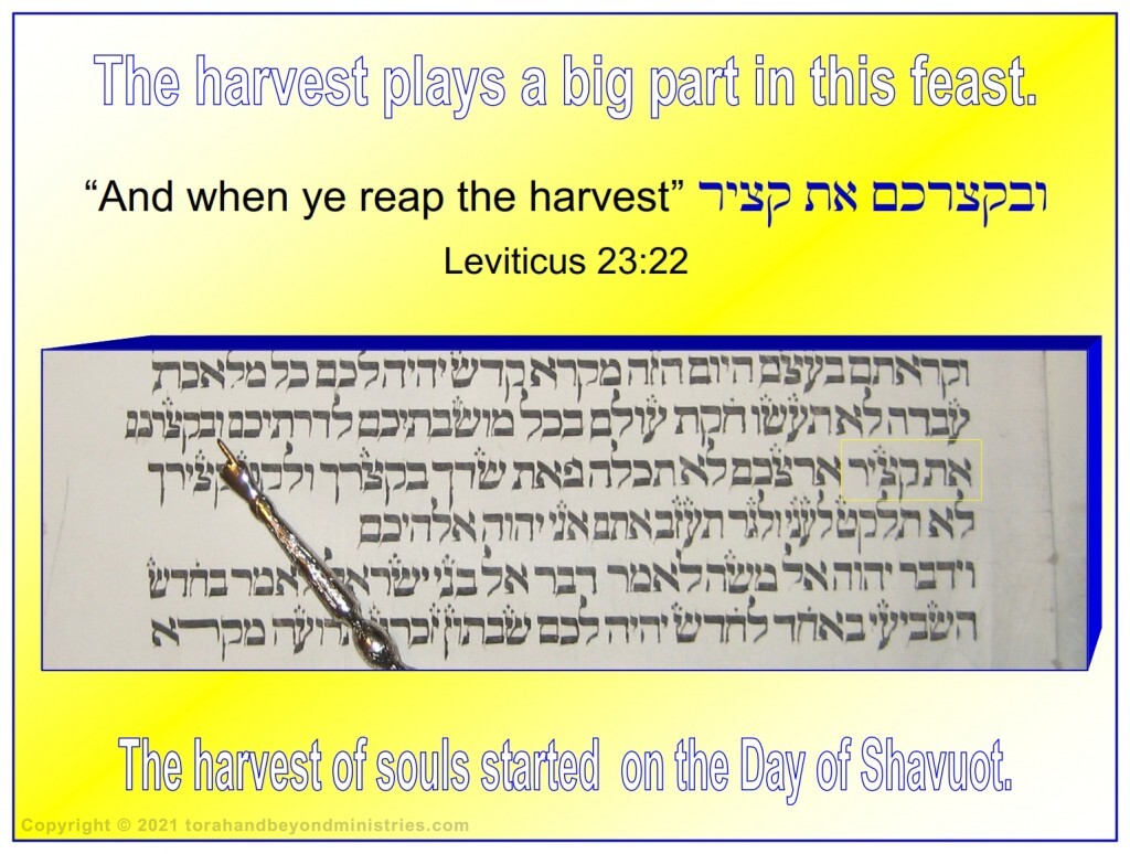The harvest plays a big part in the feast of Shavuot, Pentecost.  The harvest of souls started on the day of Pentecost.