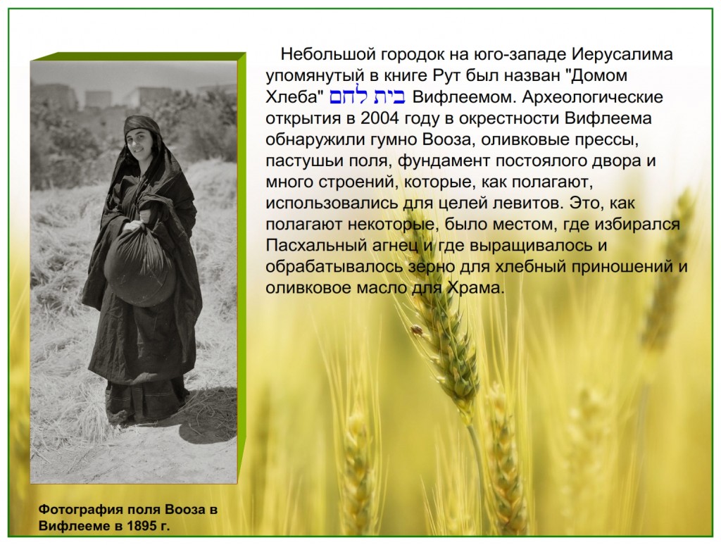 Photo 1890 At Bethlehem Judah on the ground where Boaz threshing floor was located, this woman is holding a parcel of threshed, winnowed, barley grain exactly as Ruth did thousands of years ago.