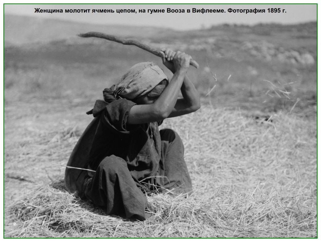 Threshing removed the grain from the head and loosens the chaff so the kernel can be seperated