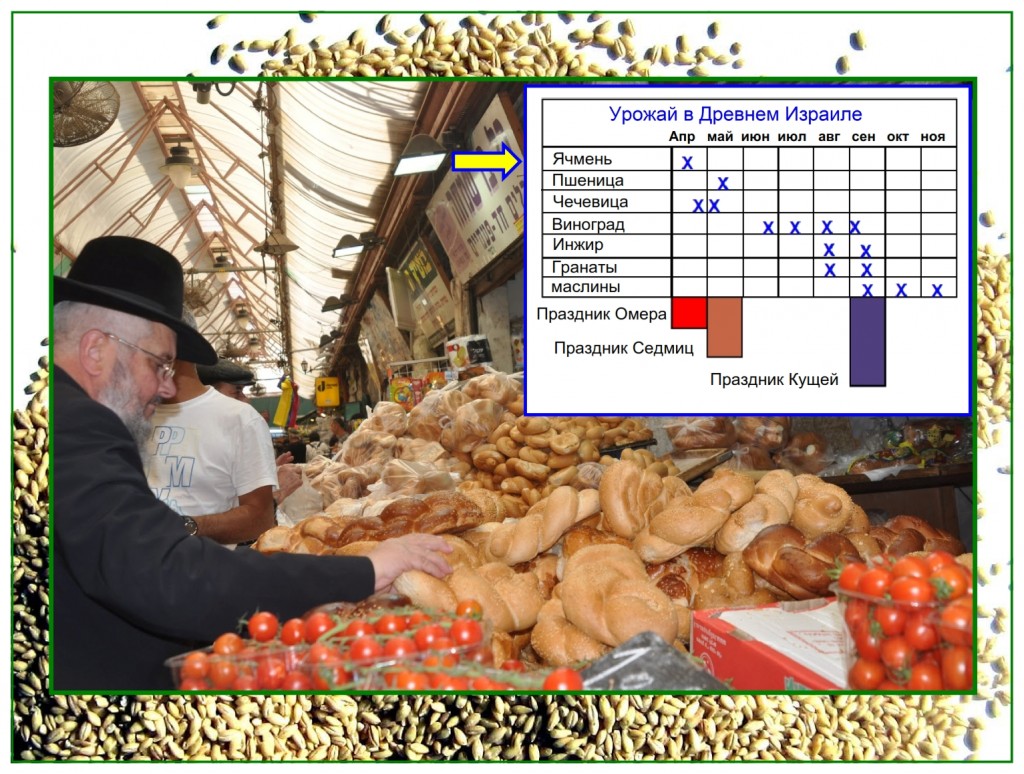 The harvest schedule in Israel showing correlation to the harvest and the Feasts of the Lord.