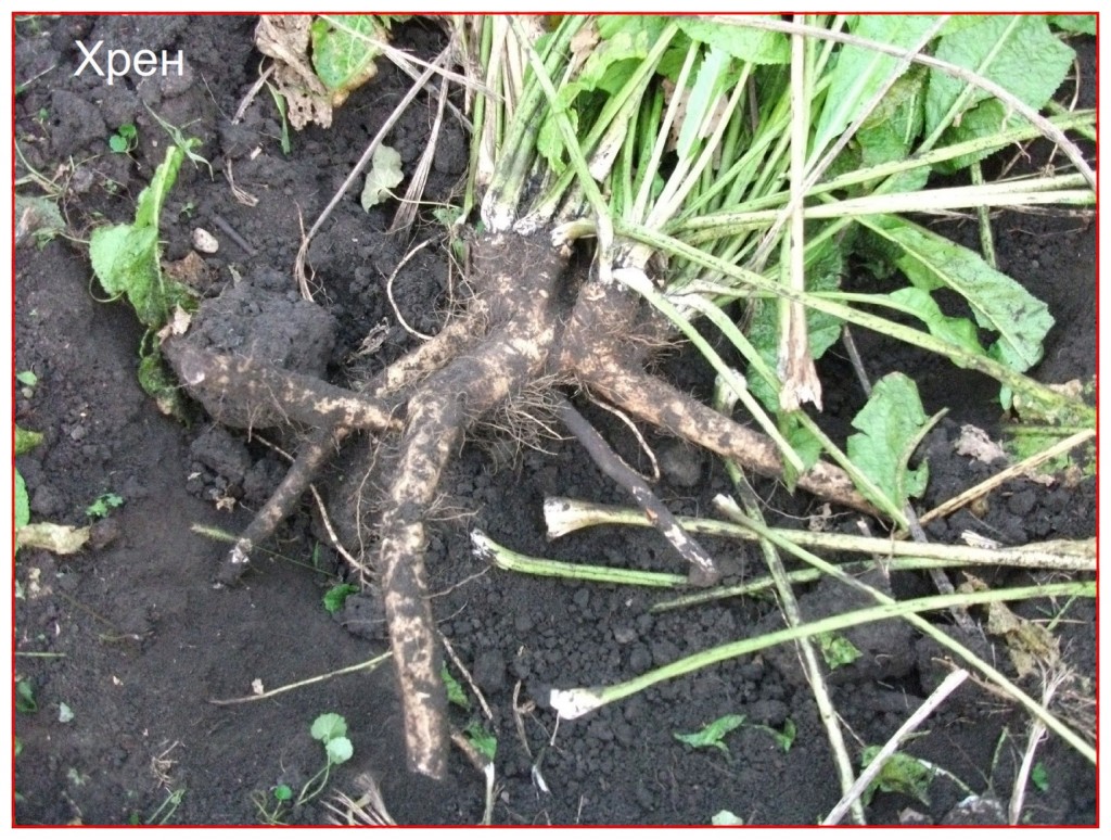 Horseradish was cultivated by the ancient Egyptians prior to 1500 BC and was probably the most common bitter herb found among the Hebrew slaves