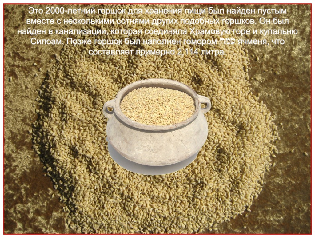 Barley was the largest grain crop grown in Israel in ancient times. This 2,000 year old pot holds an omer of grain.