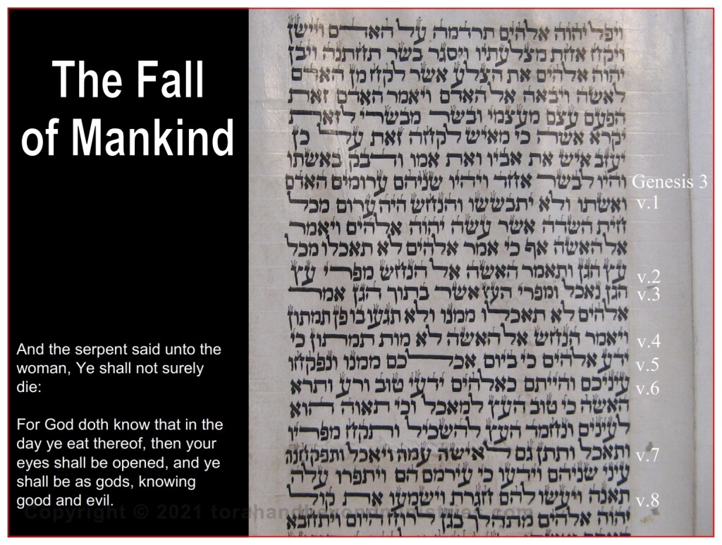 Torah Scroll Verse The Fall of mankind Scroll from Morocco Goatskin