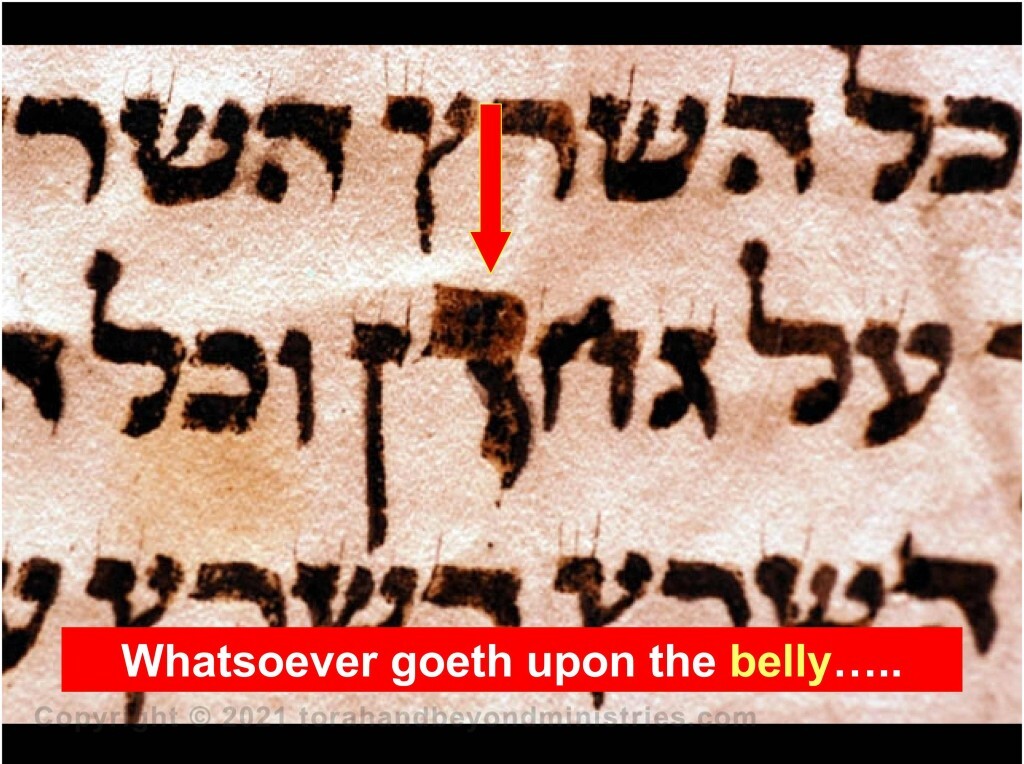 The "middle letter of the Torah" is written much larger than normal.