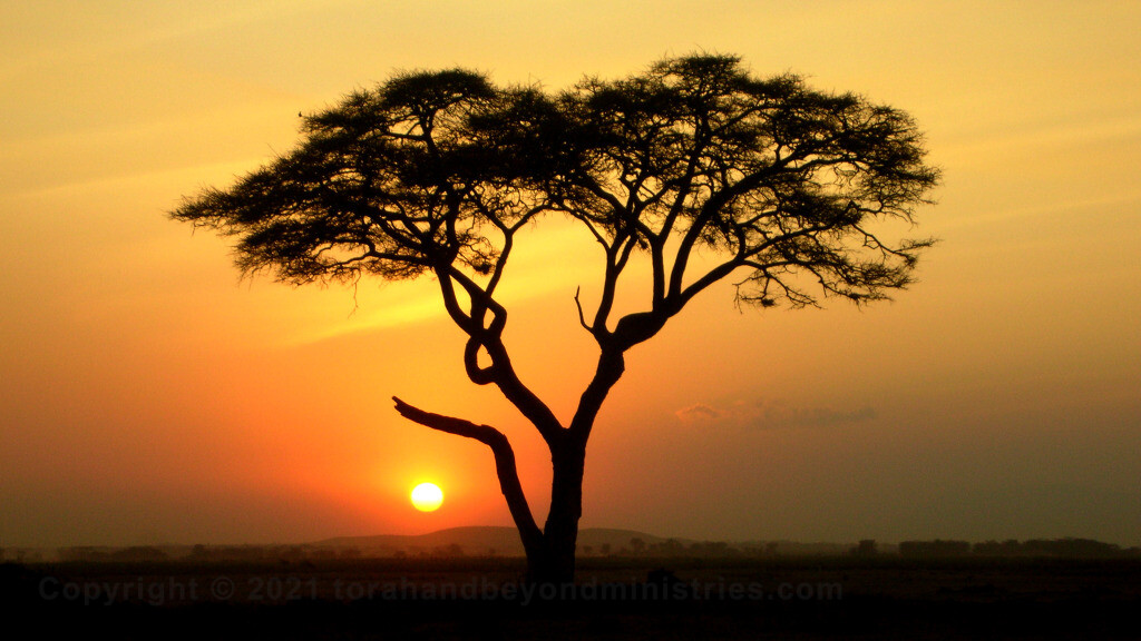 Acacia Senegal tree - Sudan exported 26,000 metric tons of gum Arabic in 2000