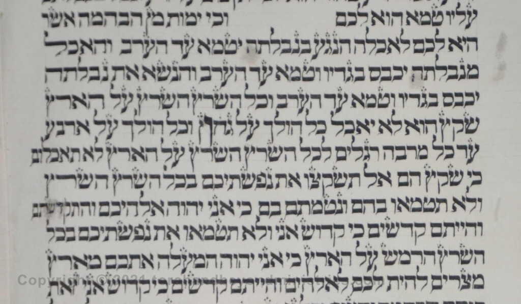 Sheet 26 Leviticus 11:42 Middle letter of the Torah - belly - Torah from Lithuania written in the 16th century