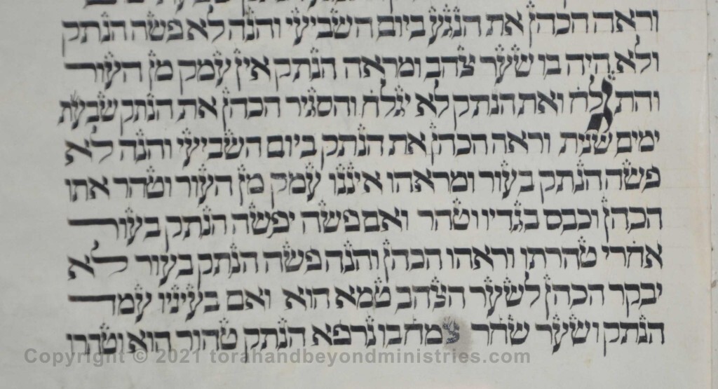 Sheet 28 Leviticus 13:33 he shall be shaven - Torah from Lithuania written in the 16th century