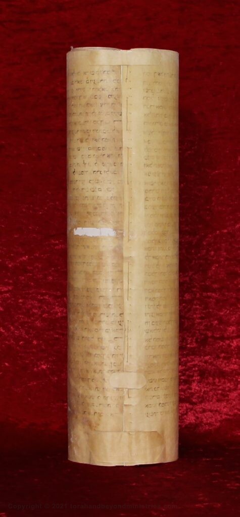 Hebrew scroll of Esther showing the backside of the Scroll which clearly shows it is parchment. The Scroll is 50 cm tall.